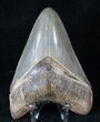Venice Megalodon Tooth - Collector Quality #15882-1